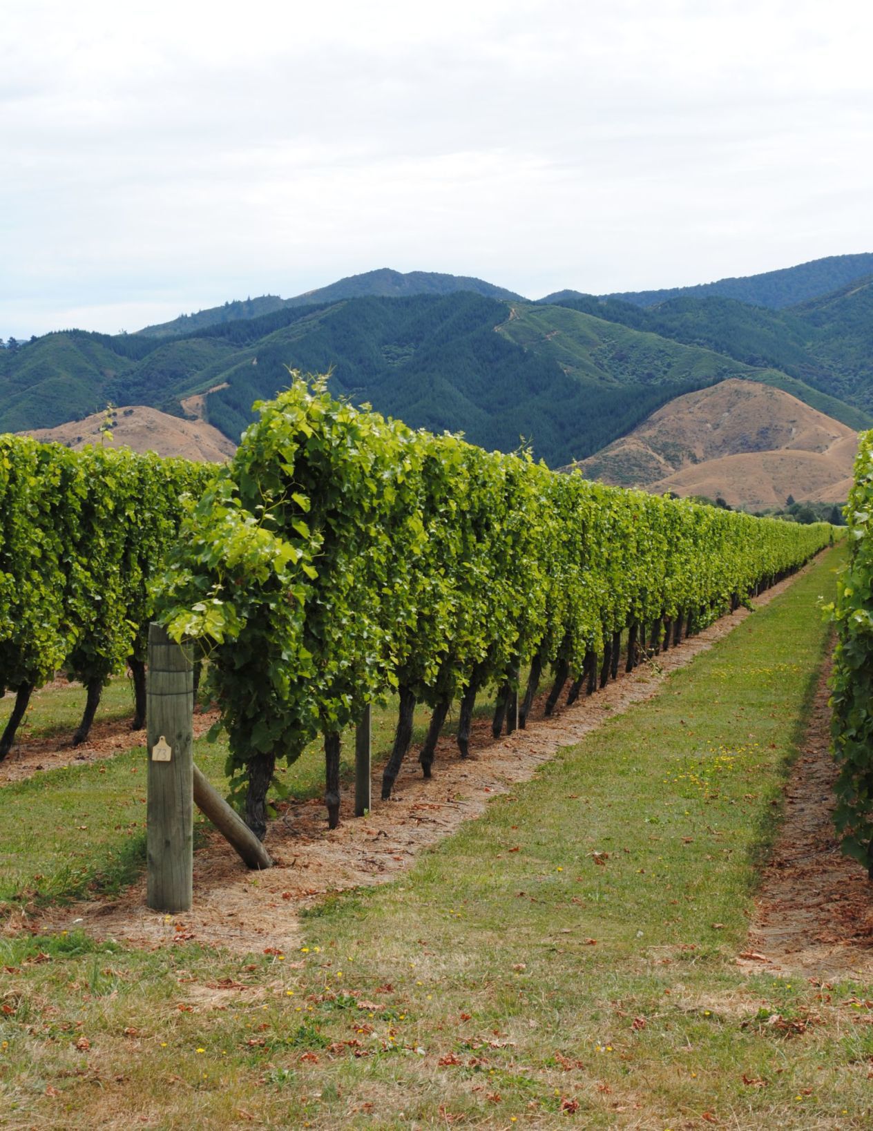 Marlborough region